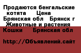 Продаются бенгальские котята . › Цена ­ 7 000 - Брянская обл., Брянск г. Животные и растения » Кошки   . Брянская обл.